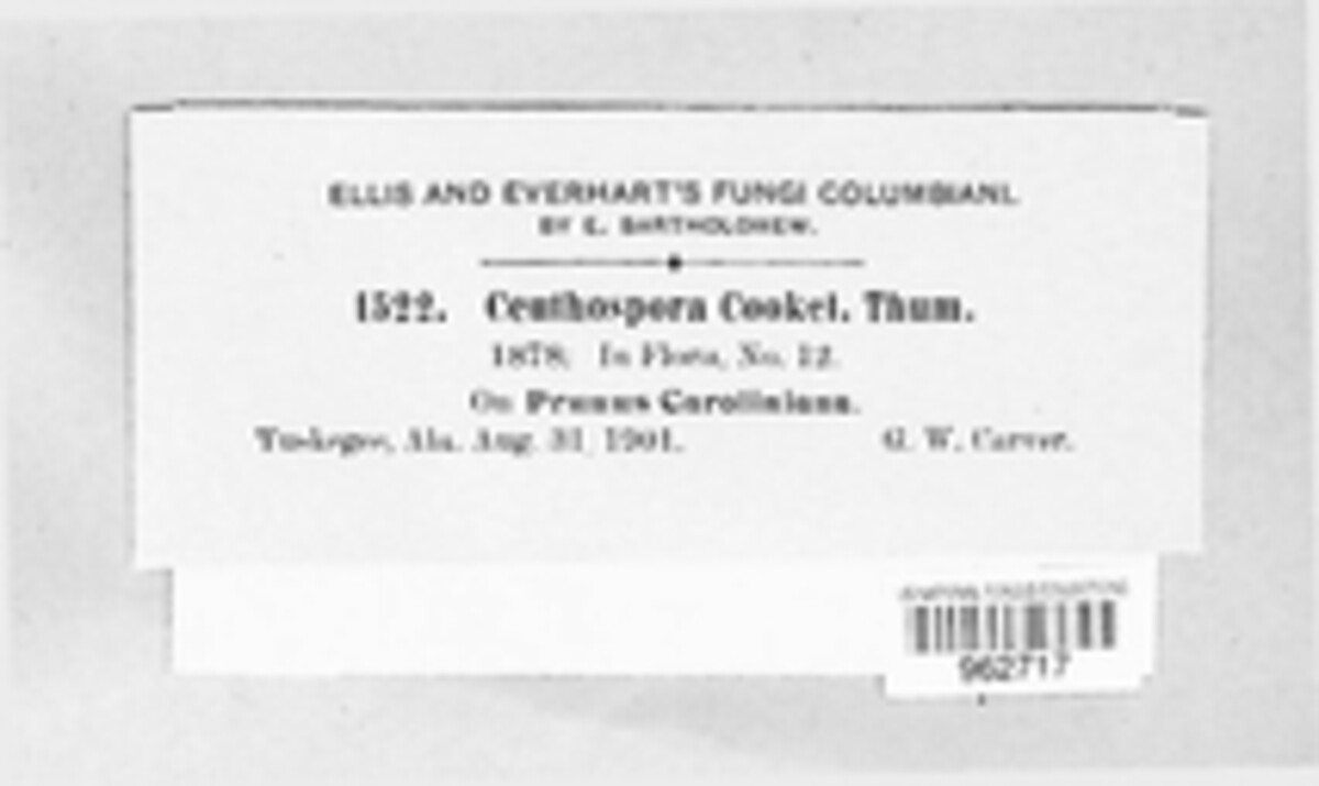Ceuthospora cookei image